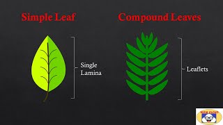 Types Of Leaves  Simple and Compound Leaves Pinnately and Palmately Compound Leaves  Examples [upl. by Jat214]