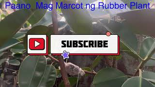 Paano mg Marcot ng Rubber Plant howto marcot rubberplant rubbertree [upl. by Gertrudis853]