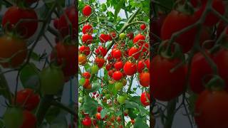 Tomato farming techniques shortsviral foryou tomatoes [upl. by Doble]