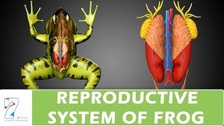 Reproductive System of Frog [upl. by Esile847]