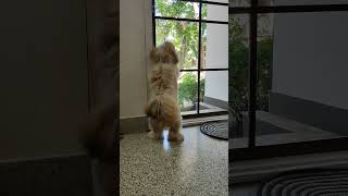 Lhasa Apso looking out front door [upl. by Dnomed]