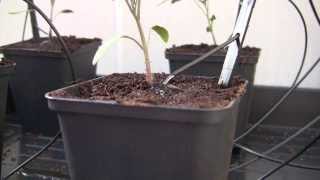 Water drip irrigation with electronic pump  Tomato plants [upl. by Ellerred]