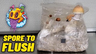 Spore To Flush  ShroomTek All In One Mushroom Bag  Complete Beginners Guide To Growing Mushrooms [upl. by Iridissa]