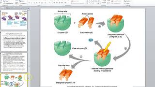 Cofactors and Coenzymes [upl. by Lepine]