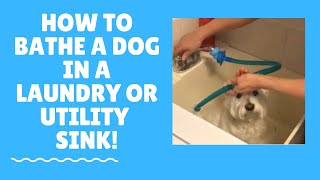 Quick and easy way to bathe your dog in the utility sink with a Rinseroo Get yours at Rinseroocom [upl. by Purdy221]