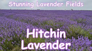 STUNNING Lavender Fields  a look at Hitchin Lavender Hertfordshire [upl. by Aisat]