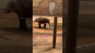 Opel Zoo elefant funny [upl. by Eilujna]