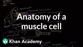 Anatomy of a skeletal muscle cell  Muscularskeletal system physiology  NCLEXRN  Khan Academy [upl. by Annahsirhc]