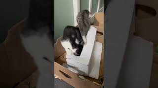 Kitten opens mystery box Surprise  kittens box play cute funny cat surprisebox [upl. by Melvena]