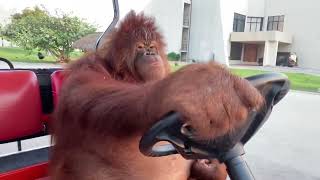 Famous orangutan driving a golf cart 1 Hour [upl. by Zoa786]