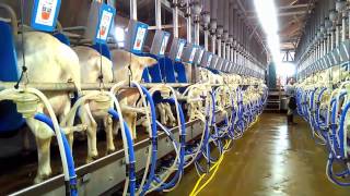 Dairy goat milking parlour Dutchlac [upl. by Amlet672]