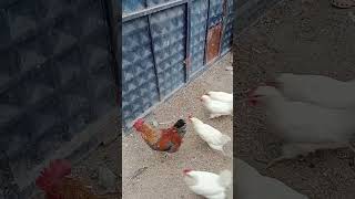 Pazar rutini hamzayla😜💯🐓 bebekşarkıları çillihorozum eğiticivideo çizgifilm story keşfet [upl. by Idnew]