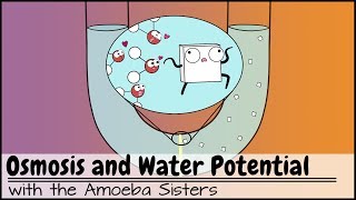 Osmosis and Water Potential Updated [upl. by Araccat]