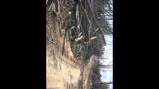 February 23 2016 Tornado Damage in Tappahannock Virginia [upl. by Grof]