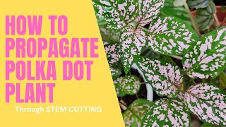 How to Propagate Polka Dot Plants Hypoestes Phyllostachya [upl. by Wilsey201]