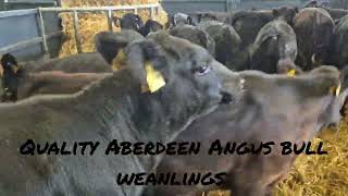 18 Quality Aberdeen Angus bull weanlings for sale [upl. by Akeryt549]