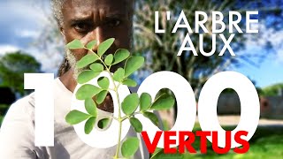 LARBRE AUX 1000 VERTUS  ARBRE DE VIE  La Tête et Le Corps [upl. by Aiuqram]