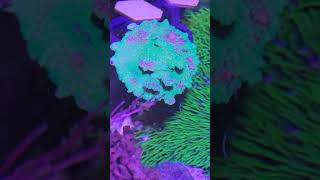 pocillopora with algae [upl. by Bratton]