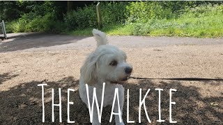 The Walkie Episode 3 😁 [upl. by Haelat]