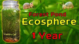 ISOLATING Pond Water inside a JAR for a YEAR │ Woodland Pond Ecosphere  1 Year Update [upl. by Lotson]