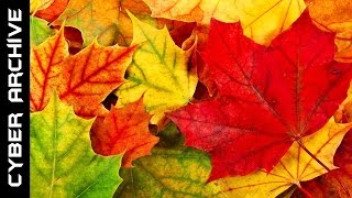 15 Interesting Facts About Autumn [upl. by Deryl254]