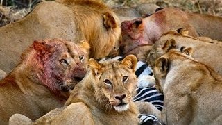 Documentary Best New Series Lion Wars Documentary ★ Documentary National Geographic [upl. by Yenahs]