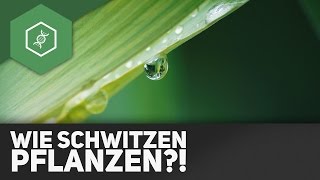 Transpiration Wie schwitzen Pflanzen [upl. by Hnib]