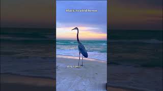 Blackheaded heron shorts shortvideo birds [upl. by Sadie832]