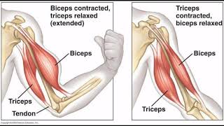 Sémiologie1er cours  Etude de la motricité  de la force musculaire  du tonus et de la marche [upl. by Adlar]