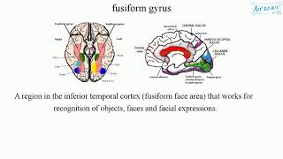 fusiform gyrus [upl. by Ute]