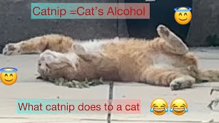 Cat from London to Swindon for feeling catnip🤣🤣🤣funny video [upl. by Suckow]