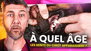 Du chiot à ladulte comment prendre soin de la bouche de ton chien  feat Happy et Bora 🐕 [upl. by Myrta]