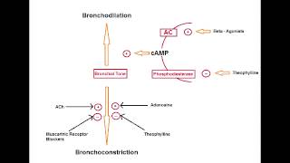 Asthma Drugs  Methylxanthines Theophylline [upl. by Ianthe]