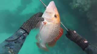 Onebreath Spearfishing Whitsundays [upl. by Niroc717]