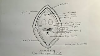 How to draw mouth of frog  buccopharyngeal cavity of frog [upl. by Sirrah]