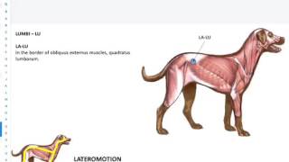 Veterinary Fascial Manipulation 142016 Finland [upl. by Clarisa770]