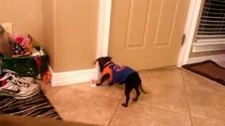 Dachshund rings doorbell to go outside and potty [upl. by Oiramd]