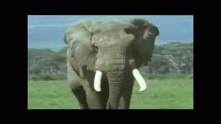 Elephants  Kids Learn About Elephants [upl. by Wollis]