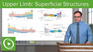 Upper Limb Superficial Structures amp Cutaneous Innervations – Anatomy  Lecturio [upl. by Curkell]