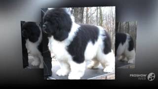 Landseer Dog breed [upl. by Irena]