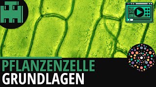 Pflanzenzelle Aufbau Grundlagen│Biologie Lernvideo Learning Level Up [upl. by Staten]