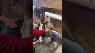 The Surprising Science of Milking Cows [upl. by Doniv]