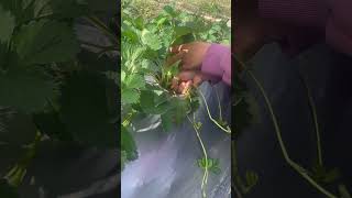 Strawberry pruning and leaf removal strawberry strawberry planting dou come and plan [upl. by Nahguav]