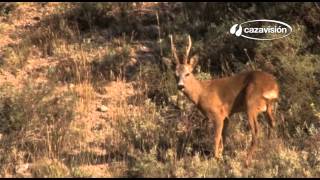 Caza de corzo 10 lances espectaculares  Best of roe deer hunting [upl. by Anastassia]