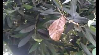 Leaf Butterfly Kallima inachus Sa Dome sa Mariposa Sardinia Island [upl. by Lauro154]