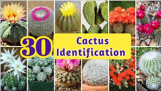 30 Types of Cactus  Cactus IdentificationCommon Cactus name with Picturesarpagriartist [upl. by Sidra849]