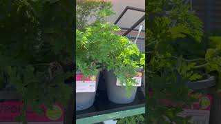 Citronella Mosquito Repellent Plant [upl. by Burch]