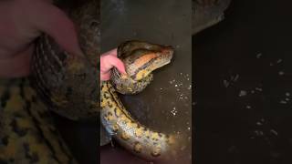 I yoinked a huge anaconda crazysnakeanacondawildlifeyoutubeshortsnatureanimalsviralvideo [upl. by Ahseiyk328]