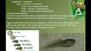 Vertebrate Diversity Amphibians [upl. by Aneleairam215]