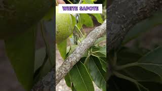 Tropical White Sapote Tree with Fruits fruittrees sapote whitesapote tropicalfruit [upl. by Klina754]